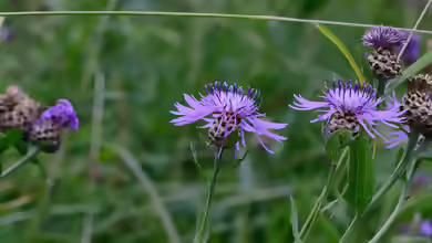 Centaurea jacea im Garten pflanzen