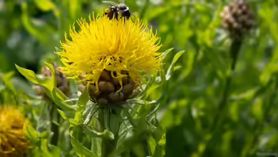 Centaurea macrocephala im Garten pflanzen