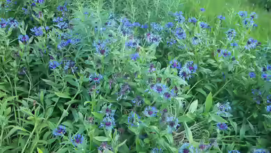 Centaurea montana im Garten pflanzen