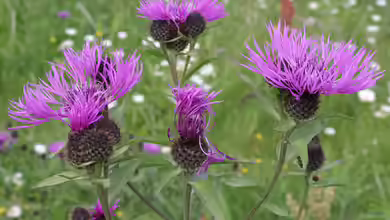 Centaurea pseudophrygia im Garten pflanzen