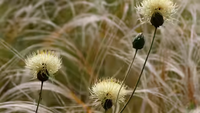 Centaurea ruthenica im Garten pflanzen