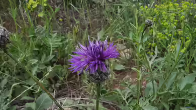 Centaurea scabiosa im Garten pflanzen