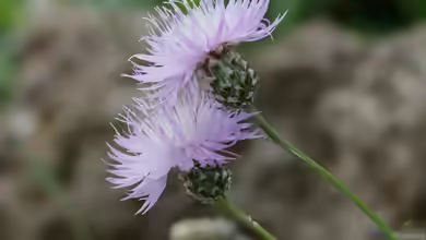 Centaurea simplicicaulis im Garten pflanzen