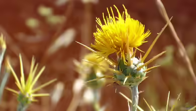 Centaurea solstitialis im Garten pflanzen