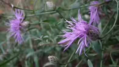 Centaurea stoebe im Garten pflanzen