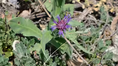 Centaurea triumfettii im Garten pflanzen