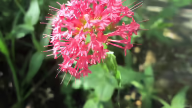 Centranthus ruber im Garten pflanzen