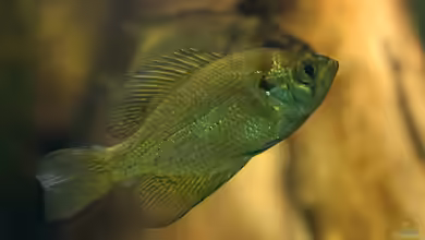 Centrarchus macropterus im Gartenteich halten