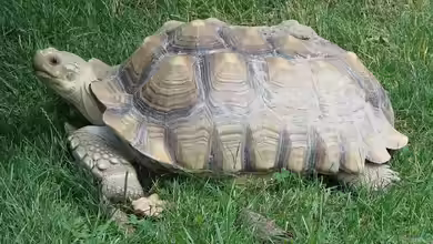 Centrochelys sulcata im Terrarium halten