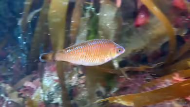 Centrolabrus exoletus im Aquarium halten