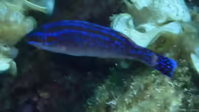 Centrolabrus melanocercus im Aquarium halten