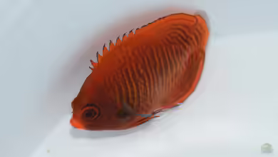 Centropyge aurantia im Aquarium halten