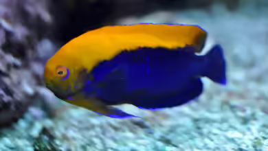 Centropyge aurantonotus im Aquarium halten