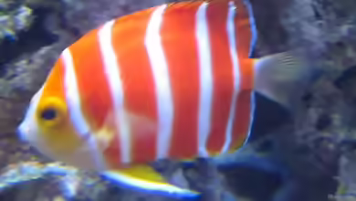 Centropyge boylei im Aquarium halten
