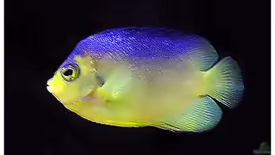 Centropyge colini im Aquarium halten