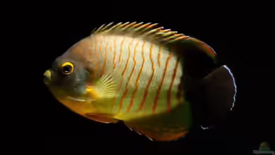 Centropyge eibli im Aquarium halten