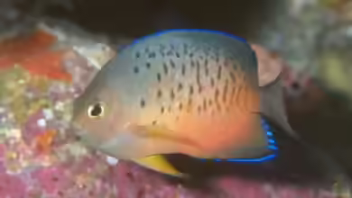 Centropyge ferrugata im Aquarium halten