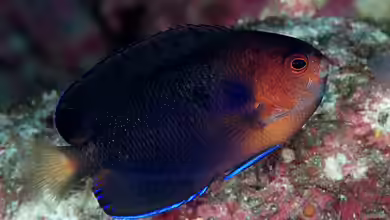 Centropyge fisheri im Aquarium halten