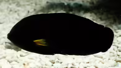 Centropyge flavipectoralis im Aquarium halten
