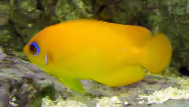Centropyge flavissima im Aquarium halten