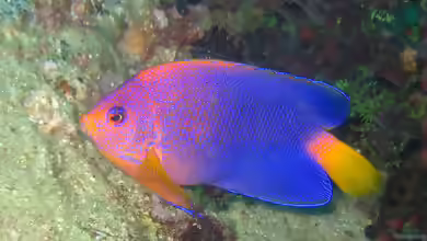 Centropyge interrupta im Aquarium halten