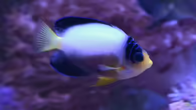 Centropyge multicolor im Aquarium halten
