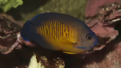 Centropyge multispinis im Aquarium halten