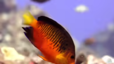Centropyge shepardi im Aquarium halten