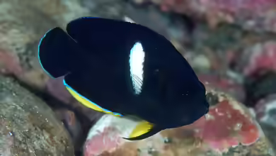 Centropyge tibicen im Aquarium halten
