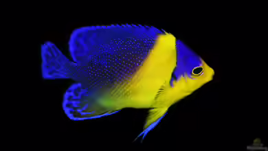 Centropyge venusta im Aquarium halten