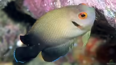 Centropyge vrolikii im Aquarium halten