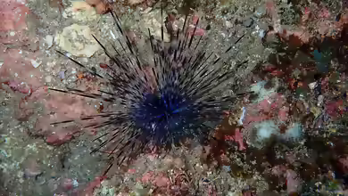 Centrostephanus coronatus im Aquarium halten