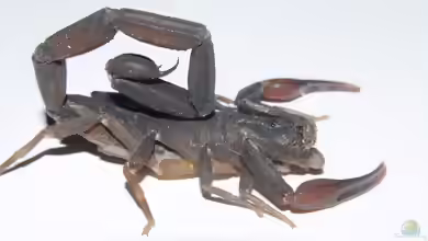 Centruroides gracilis im Terrarium halten