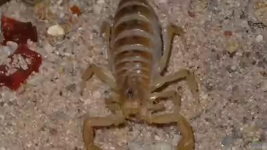 Centruroides sculpturatus im Terrarium halten