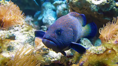 Cephalopholis argus im Aquarium halten