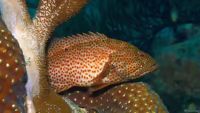 Cephalopholis cruentata im Aquarium halten