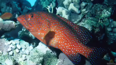 Cephalopholis miniata im Aquarium halten