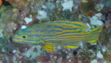 Cephalopholis polleni im Aquarium halten