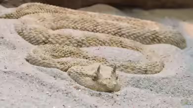 Cerastes cerastes: Wüsten-Hornviper im Terrarium halten