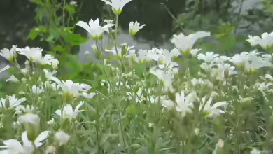 Cerastium arvense am Gartenteich