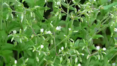 Cerastium glomeratum im Garten pflanzen