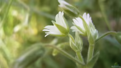 Cerastium holosteoides im Garten pflanzen