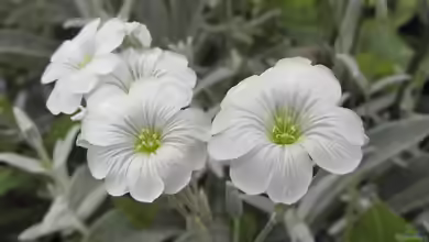 Cerastium tomentosum im Garten pflanzen