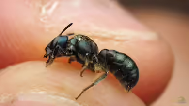 Ceratina chalybea im Garten