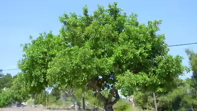 Ceratonia siliqua im Garten pflanzen