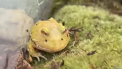 Ceratophrys cranwelli im Terrarium halten