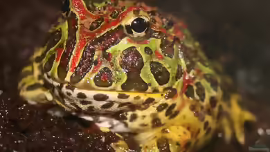 Ceratophrys ornata im Terrarium halten