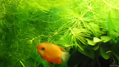 Ceratophyllum demersum im Aquarium