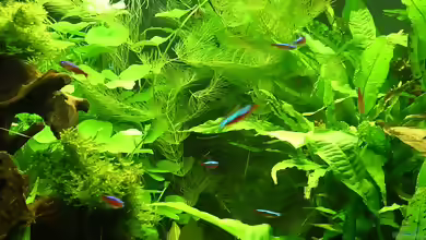 Ceratophyllum submersum im Aquarium