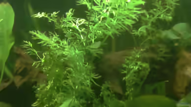Ceratopteris thalictroides im Aquarium pflegen